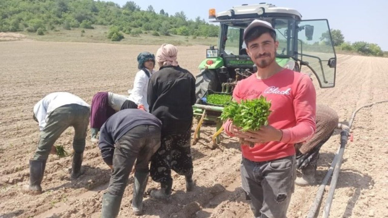 Yeşil Altın Fideleri Toprakla Buluştu! Hasat İçin Geri Sayım Başladı