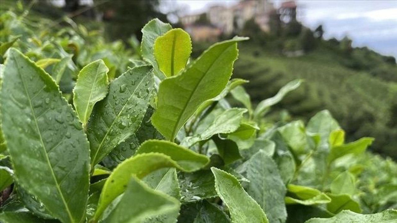 Çaykur, Yaş Çay Alımında Yeni Düzenlemeler Getirdi