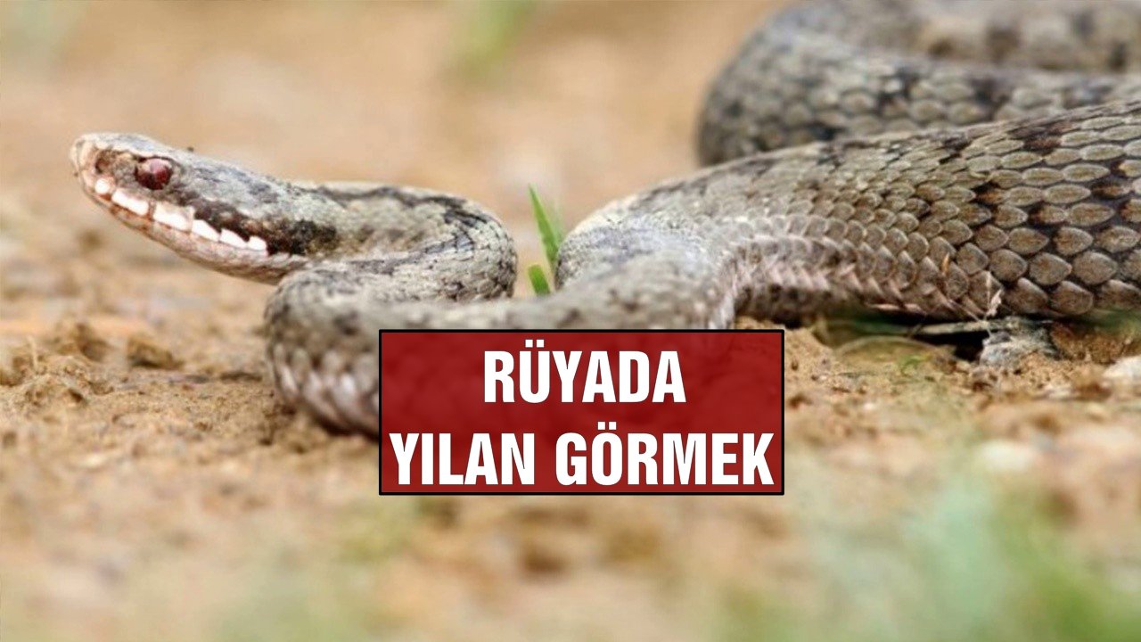 Rüyada Yılan Görmek? Rüyada Yılan Görmenin anlamı nedir?