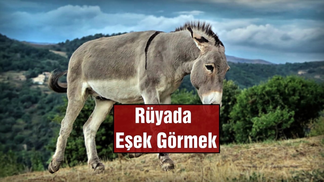 Rüyada Eşek Görmenin Genel Anlamı