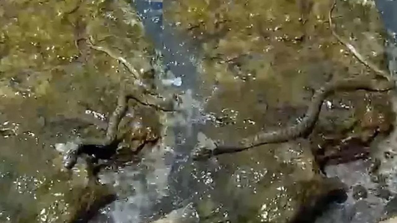 Türkiye'deki viral yılan dünya gündemine oturdu