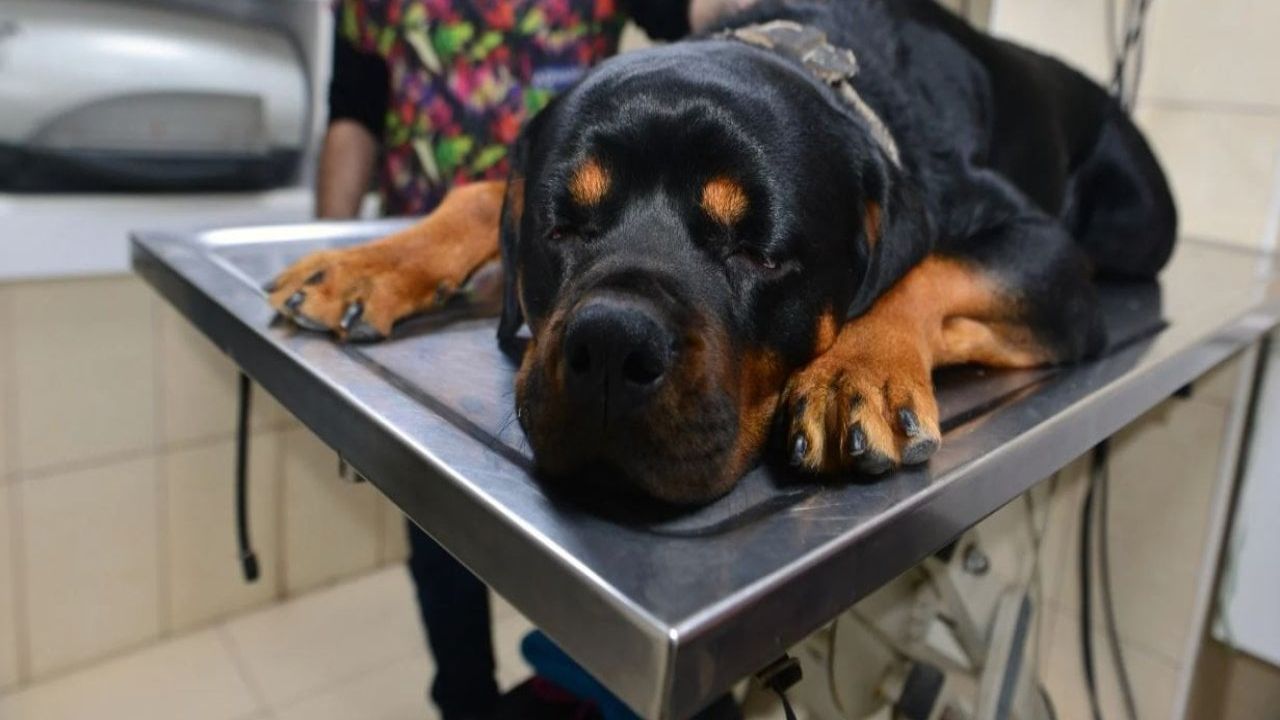 Köpeği Yuttuğu Nesne Sayesinde Sahibinin Aldatıldığını Ortaya Çıkardı