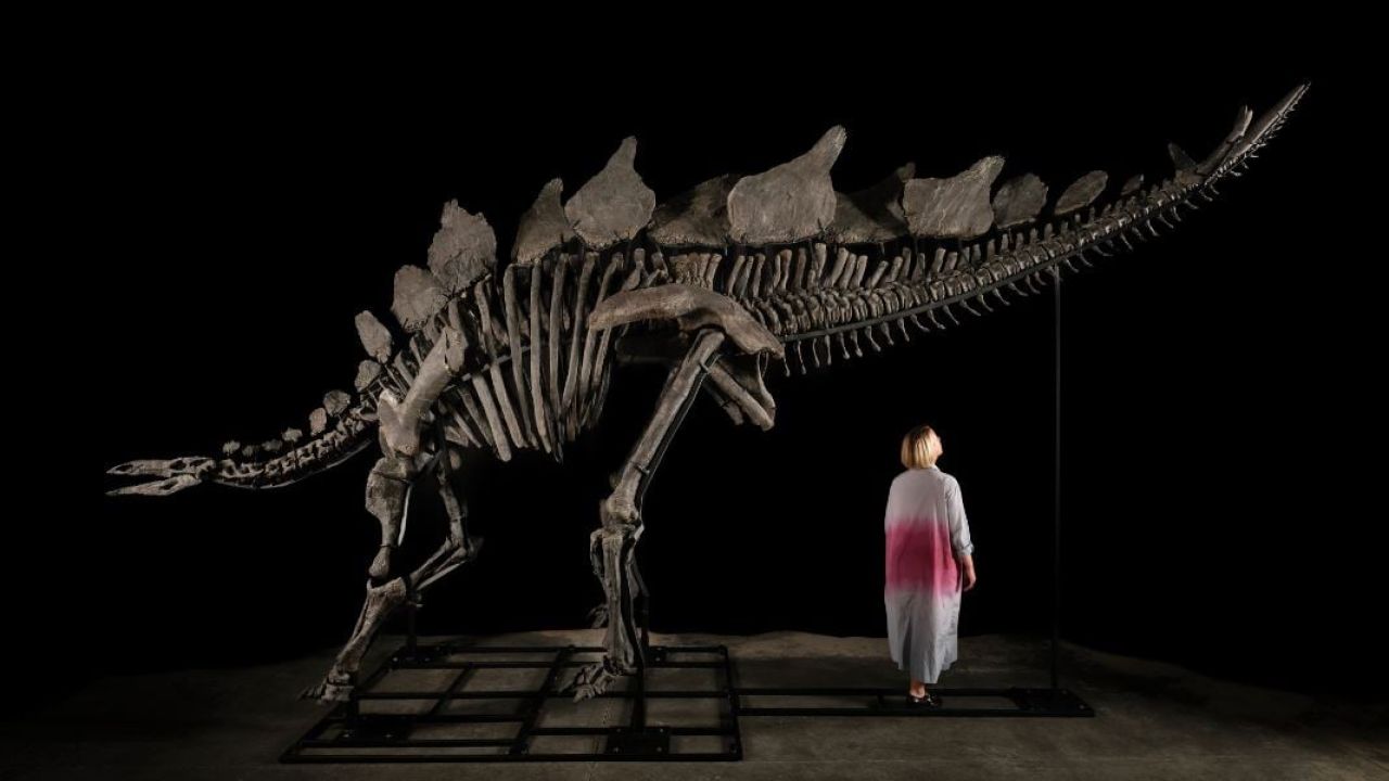 Stegosaurus fosili rekor fiyata satıldı