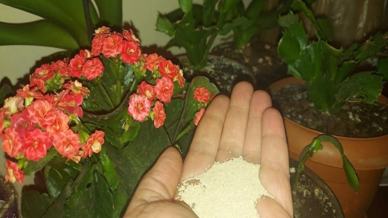 Çiçeklerin Hızla Uzamasını Sağlayan Yöntem Keşfedildi