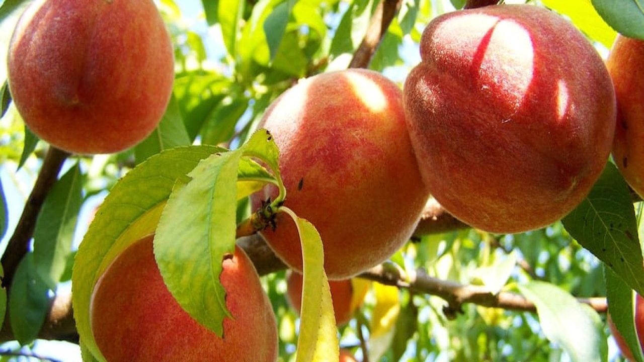 AB Tescilli Bursa Şeftalisi Avrupa İhracatında Yükselişe Geçiyor
