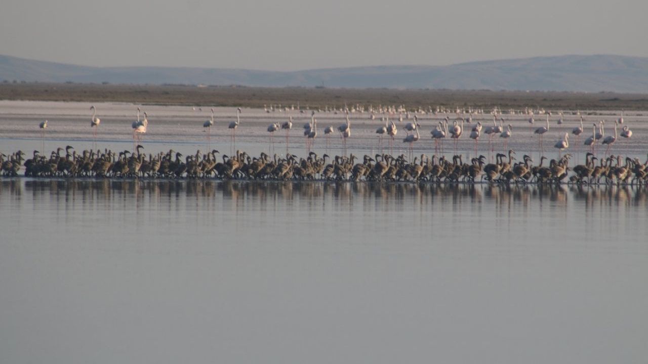 Tuz Gölü'nde 4 bin 300 flamingo yavrusu dünyaya geldi