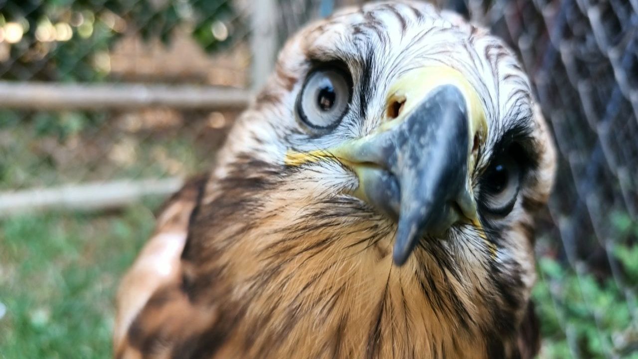 Kızıl şahin yavrusu sağlığına kavuştu, doğal yaşamına geri döndü