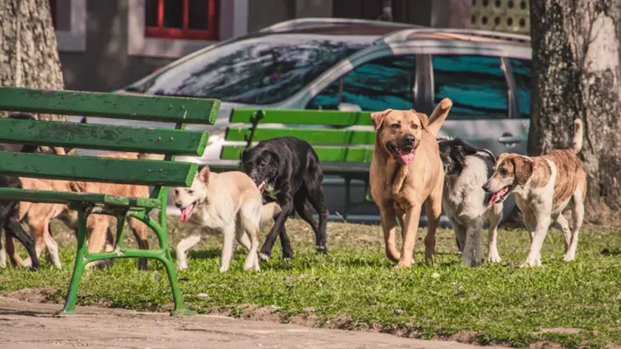 Bahçeli'nin köpeklerle ilgili sözlerine Bakan Tunç'tan yanıt geldi