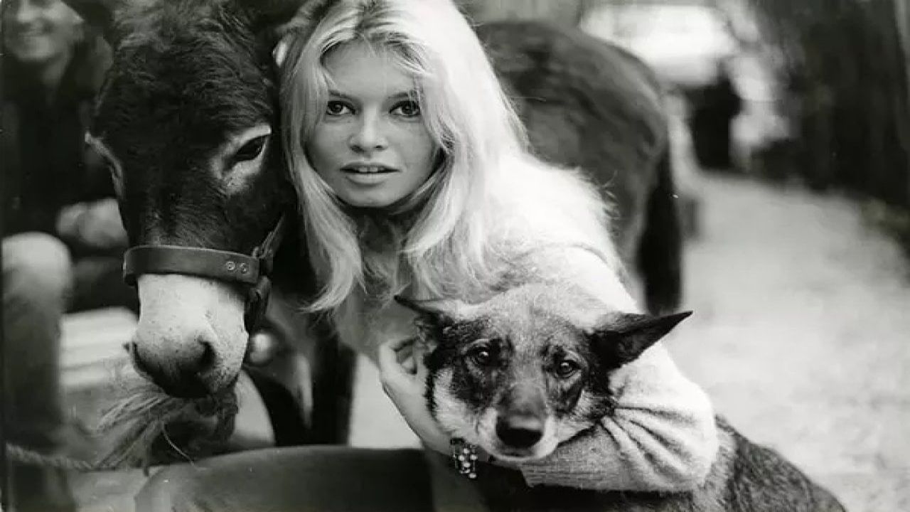 Brigitte Bardot'tan 'Katliam Yasası'na Karşı Mektuplu Çağrı