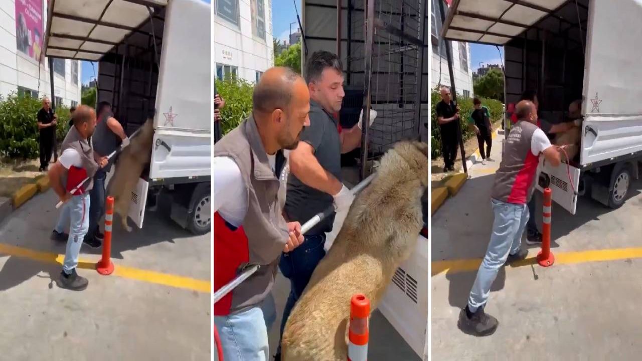 Arnavutköy Belediyesi, yasa çıkmadan sokak köpeklerini topladı