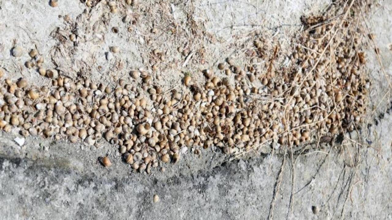 Eğirdir gölünde kabuklu su canlıları kıyıya vurdu
