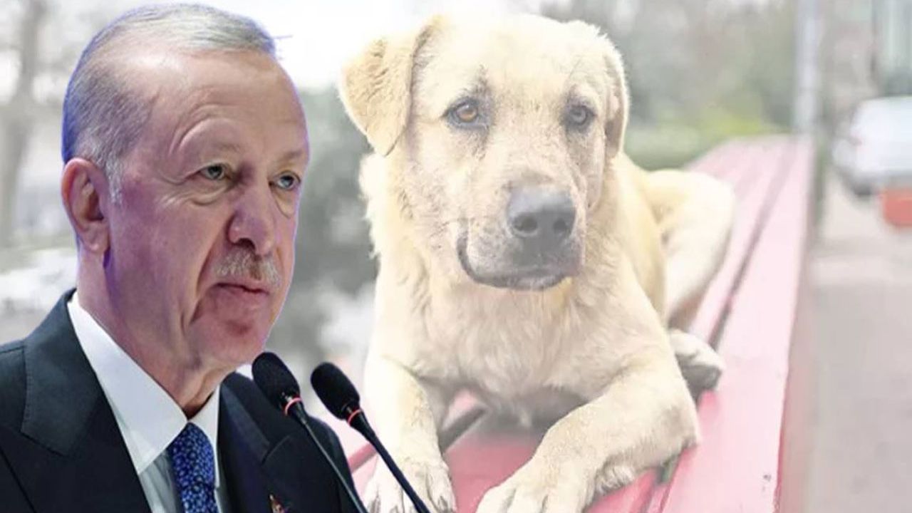 Akp'nin asıl hedefi köpekler değil, chp'li belediyeler üzerinde baskı oluşturmak