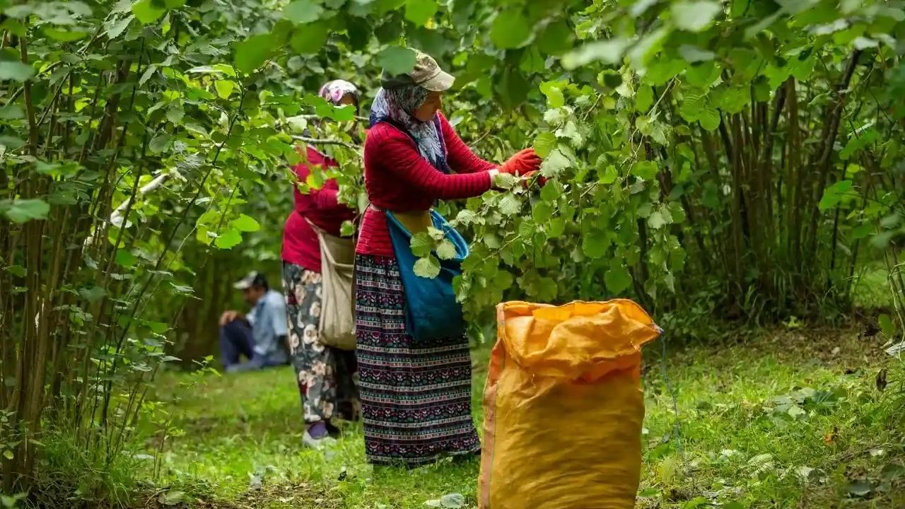 Trabzon'da fındık toplama sezonu tarihleri açıklandı