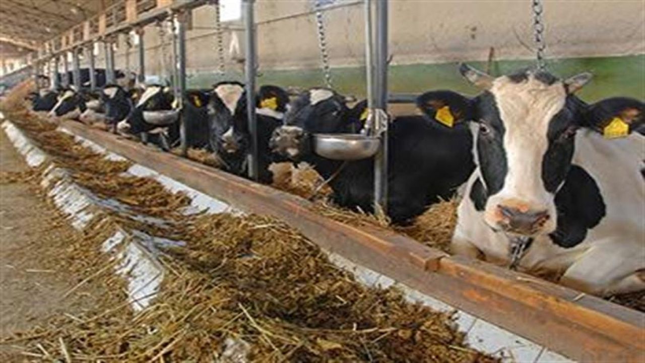 Hayvancılık destekleme kararı Resmi Gazete'de yayımlandı