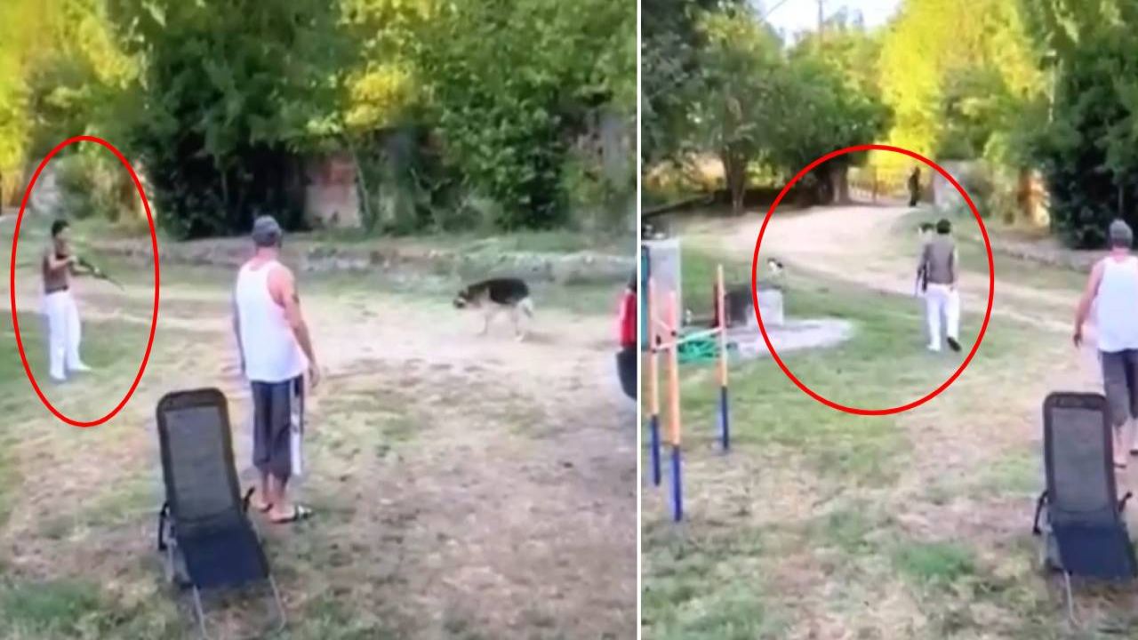 Bartın'da bir kişi tüfekle köpeklere ateş açtı: Sokak hayvanları yasa tasarısı komisyonda kabul edildi