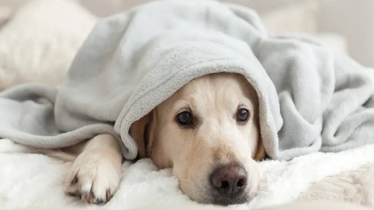 Köpeklerin de yas tuttuğu keşfedildi
