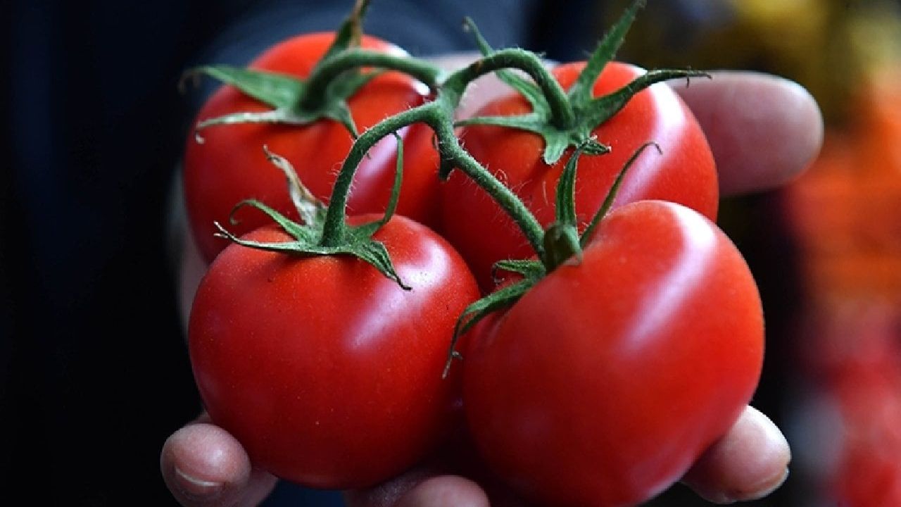 Domates Saklama Yöntemleriyle İlgili Yeni Bilgiler Paylaşıldı: Artık Daha Uzun Süre Taze Kalacak