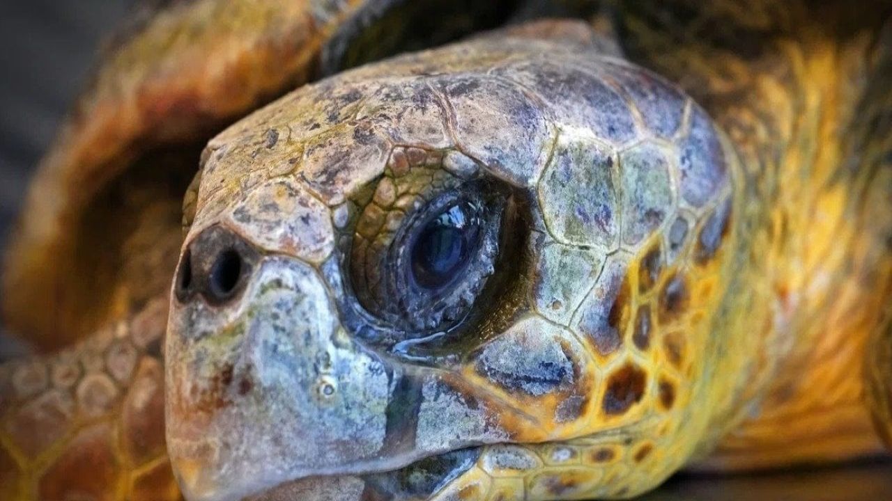 Kıyıya vuran caretta caretta kurtarıldı, tedavi süreci başladı