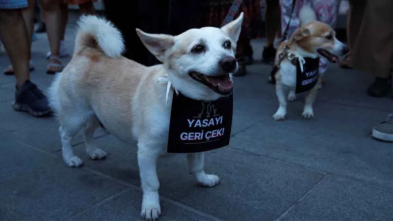 Uluslararası Hayvan Hakları Örgütleri TBMM'ye Mektup Gönderdi: Kısırlaştır, Aşıla ve Bırak Önerisi