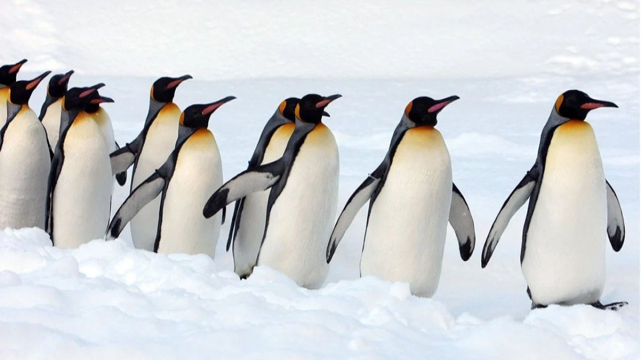 Penguenlerde Kuş Gribi Aşısı Denendi