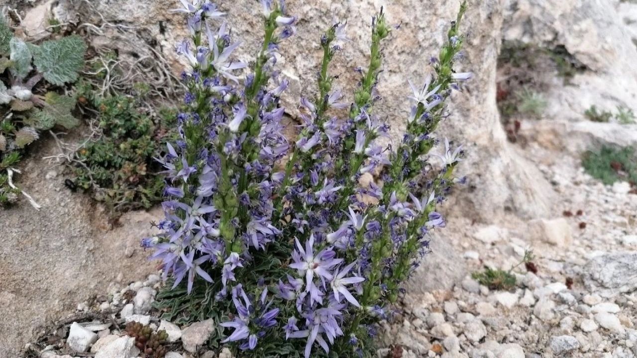 Ege Üniversitesi akademisyenleri yeni bitki türü keşfetti