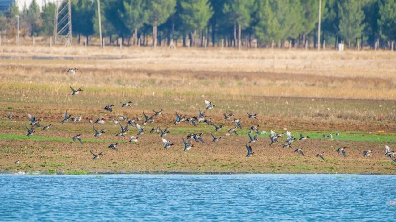 Kabaklı Göleti'nde 150'den Fazla Kuş Türü İçin Koruma Çağrısı