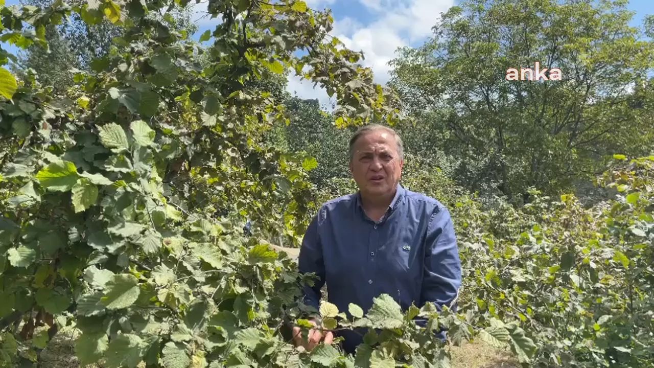 CHP'li Torun, Fındık Fiyatlarına Tepki Gösterdi: Bu, Üreticiyi Yok Saymaktır