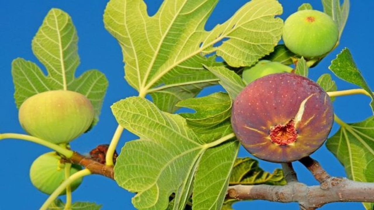 Komşunun incir yapraklarına olan ilgisi merak uyandırdı