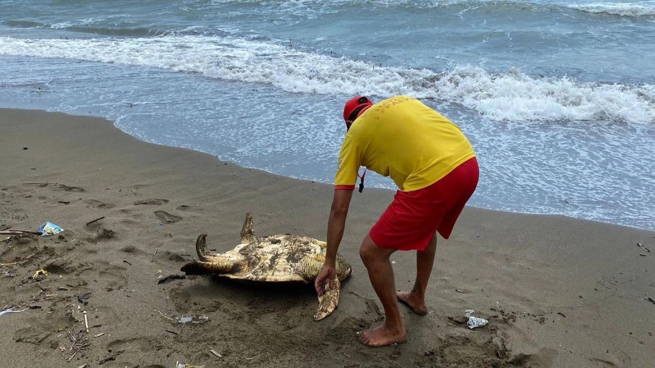 Yaralı Caretta Carettalar Sahile Vurdu, Tedavi Altına Alındı