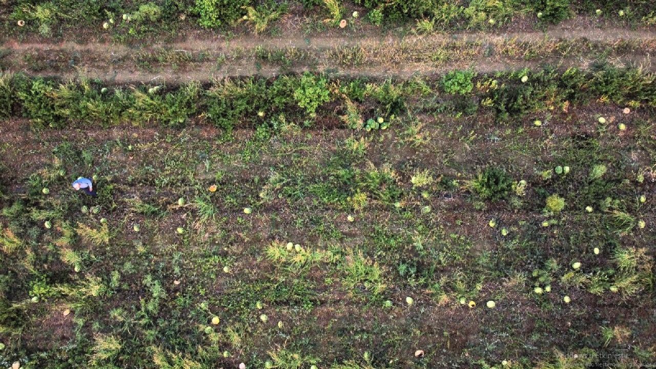 Tuzlu topraklarda 20 bin dekarlık arazide üretim yapan yüzlerce çiftçi başarıya ulaşıyor