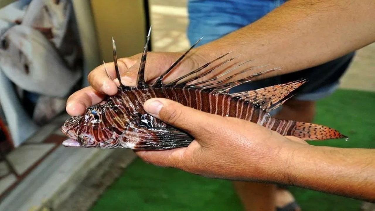 Antalya'da aslan balığı avı ve tadım etkinliği düzenlendi