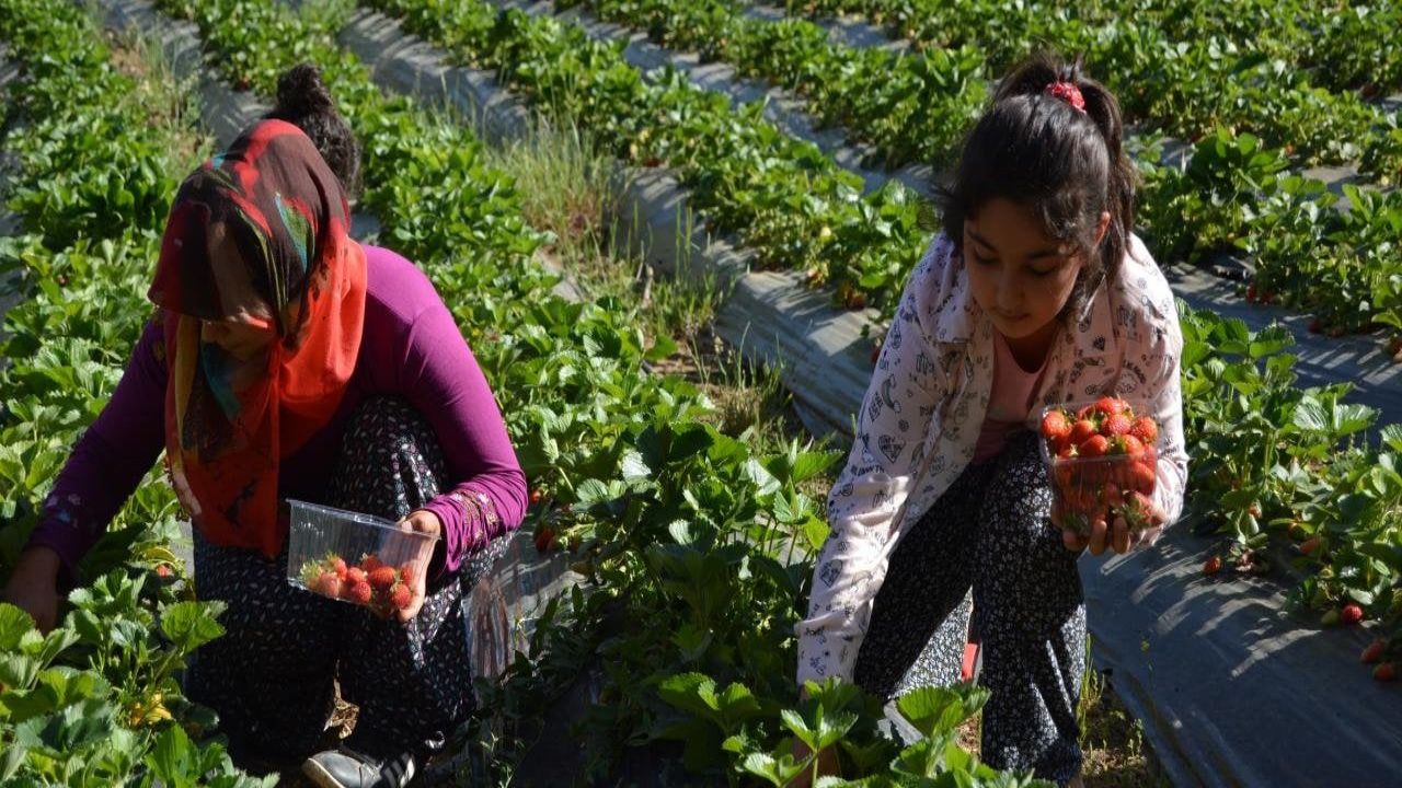 Milli sporcu Asmin, ringte yarışmak için tarladan çıkıyor