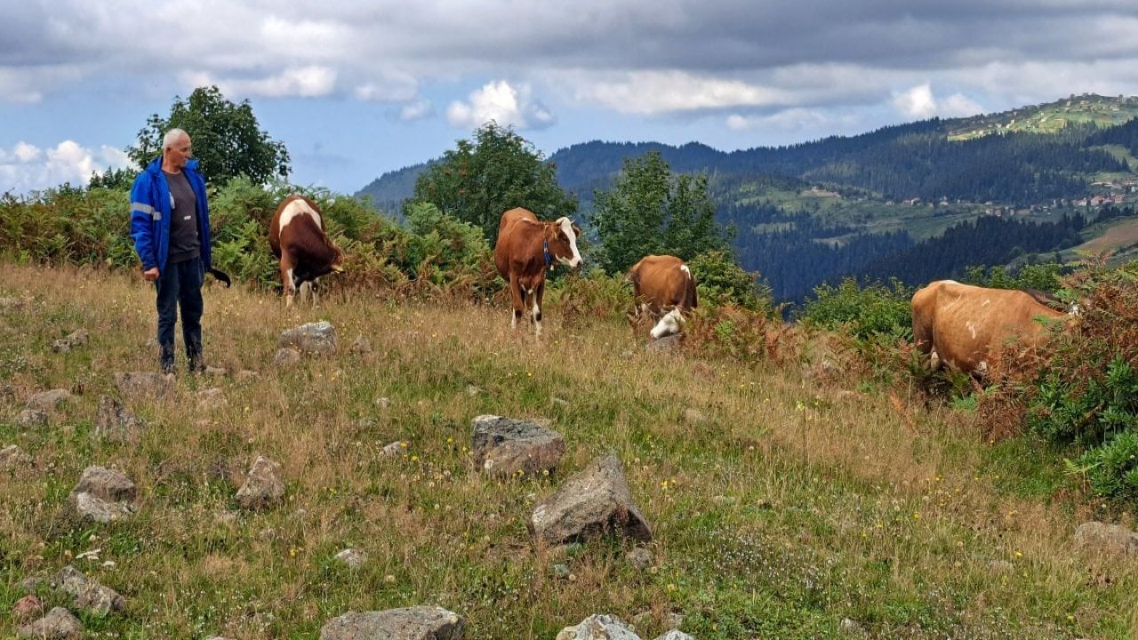 Ordu'da ayı ahıra girerek danayı kaçırdı