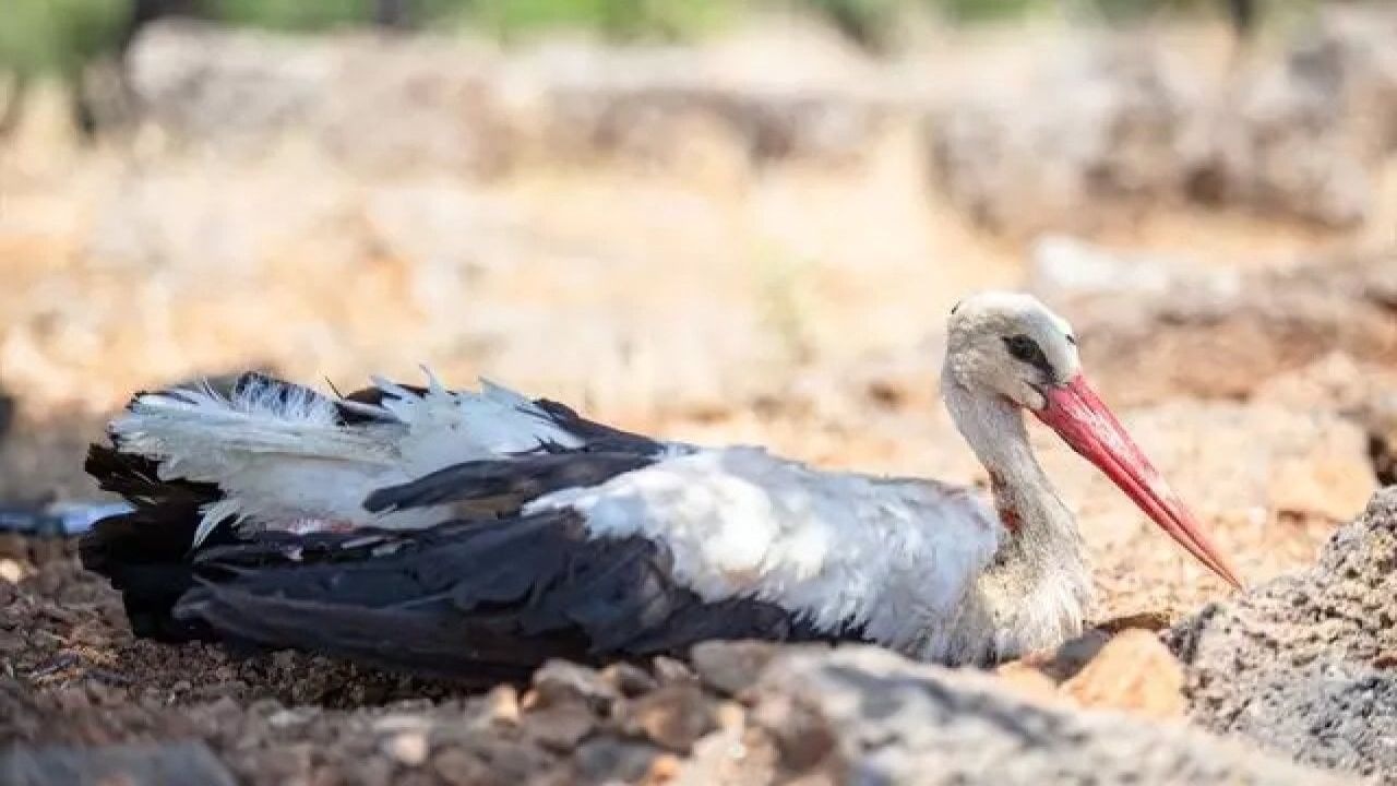 Bilecik'teki yaralı leylek avcılar tarafından bulunarak tedavi altına alındı