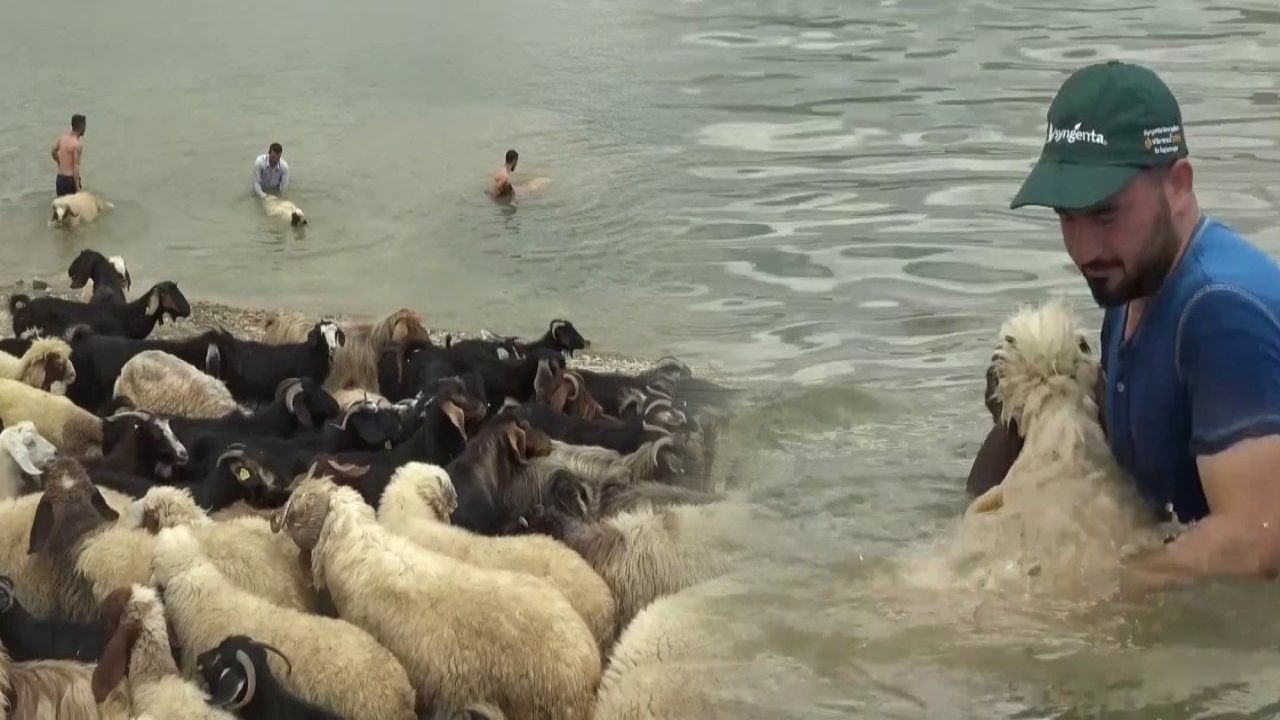 Koyunlara Serinletici Duş Hizmeti