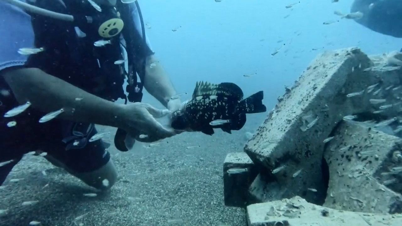 Nesli Tehlike Altındaki Balık Plastik Şişeden Kurtarıldı