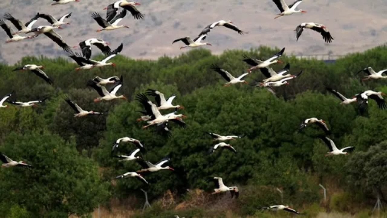Leylek sürüleri hava trafiğini aksatıyor