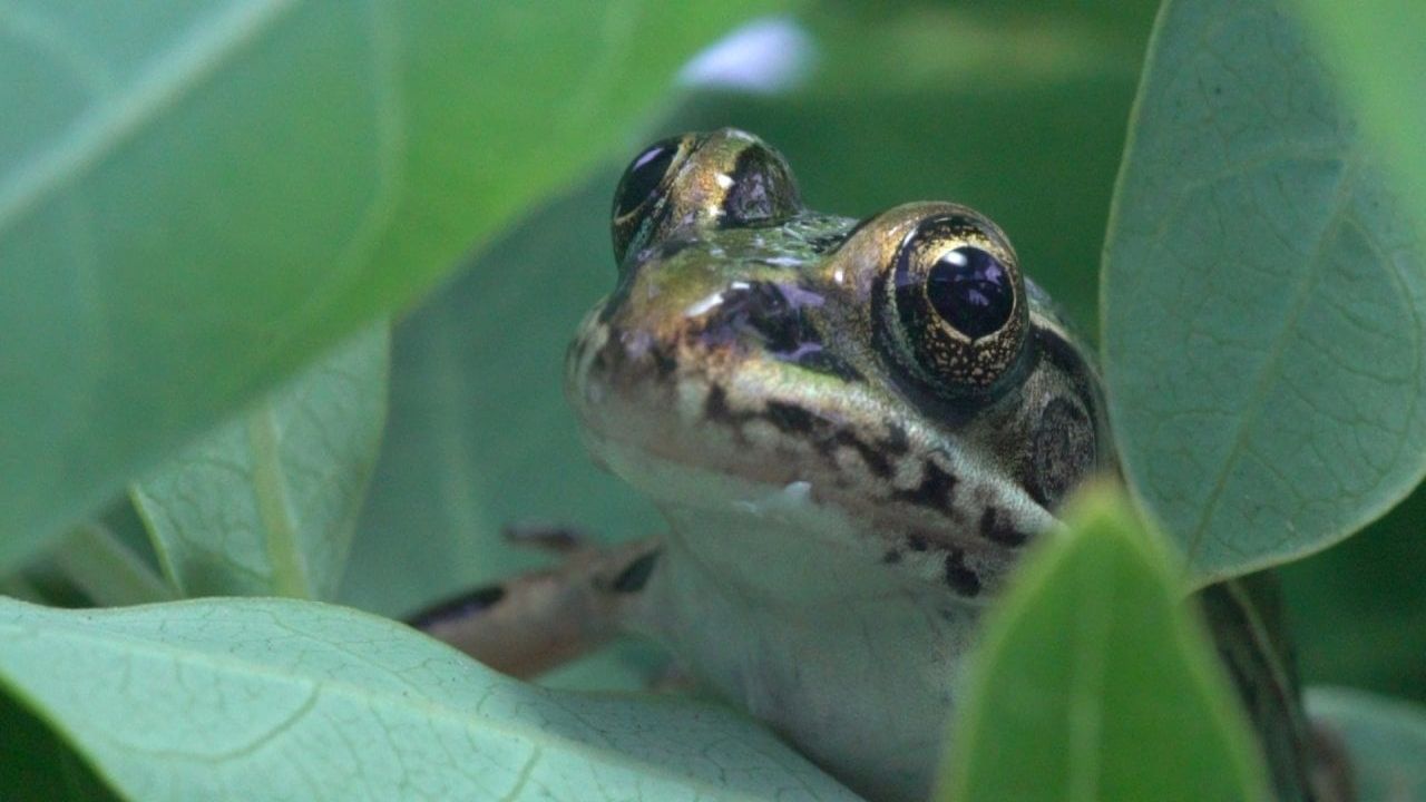 Koruma altındaki yüzlerce hayvan doğal yaşam alanlarına salındı