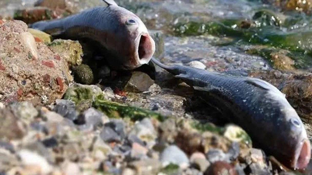 İzmir Körfezi'nde Balık Ölümleri Sonrası Yoğun Denetim Yapılıyor
