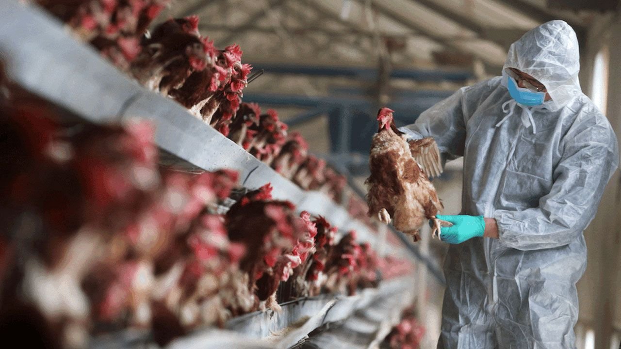 Eskişehir Kuş Gribi Alarmında! Tavuklar Telef Oldu, 5 Mahalle Karantinada