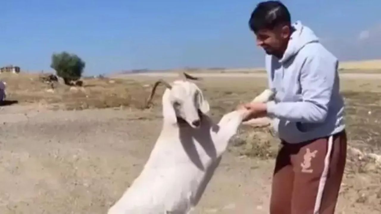Kasapta hamile keçilerin kıyılmış hali bulundu