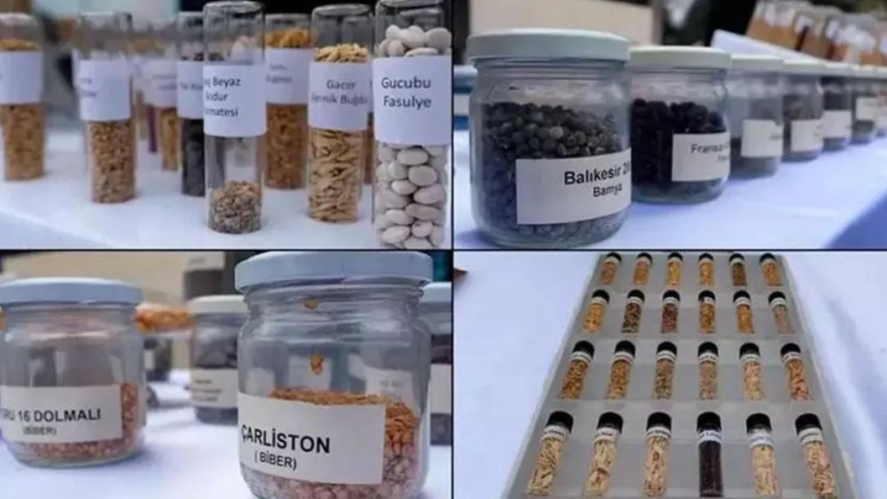 Ata tohumları artık Tarım Kredi marketlerinde satışta