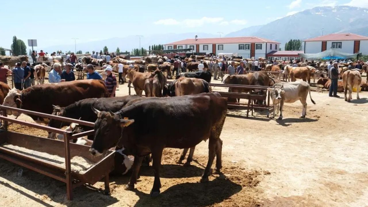 Erzincan'da Hayvan Pazarı Şap Nedeniyle Karantinaya Alındı