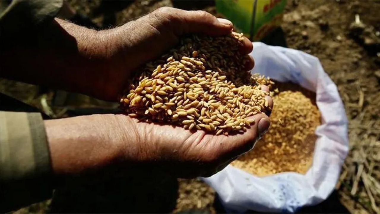 Ata tohumları Tarım Kredi marketlerinde satışa sunuldu