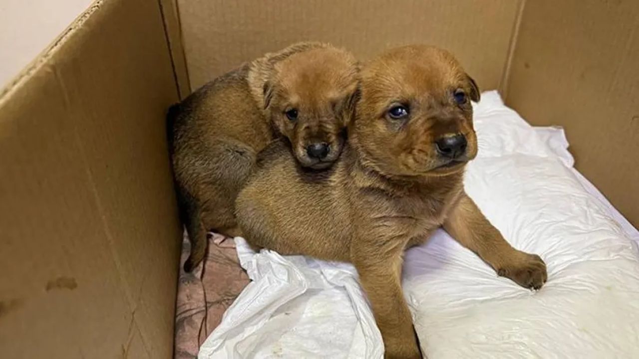 Sokak köpeği yavrusuyla veterinerin kapısını çaldı