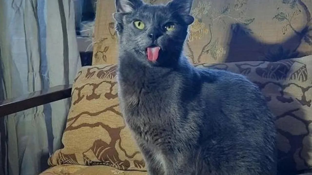 Sosyal Medyada İlgi Çeken Dört Kulaklı Kedi Midas