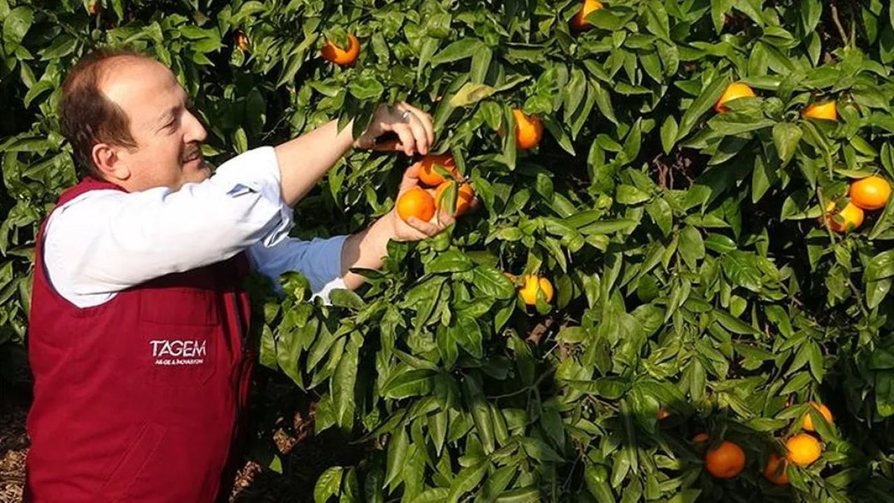 Mersin'de yeni muz ve mandalina çeşitleri tescillendi