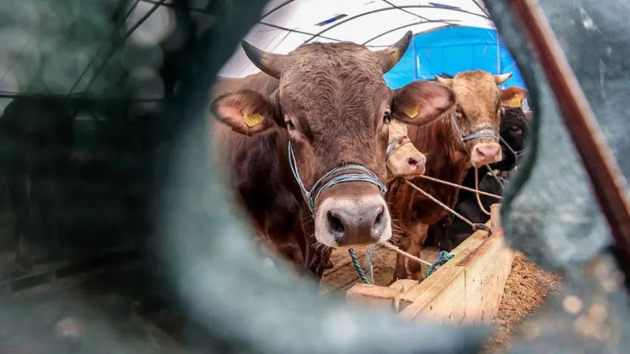 Rusya, Avrupa Birliği'nden gelen hayvancılık ürünlerine yasak getirdi