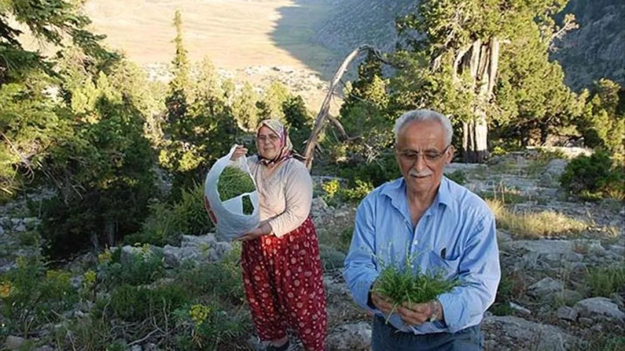 Türkiye kekik üretim ve ihracatında öne çıkıyor