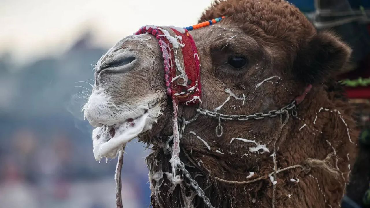 Deve Güzellik Yarışmasında Botoks Kullanımı Skandalı Ortaya Çıktı